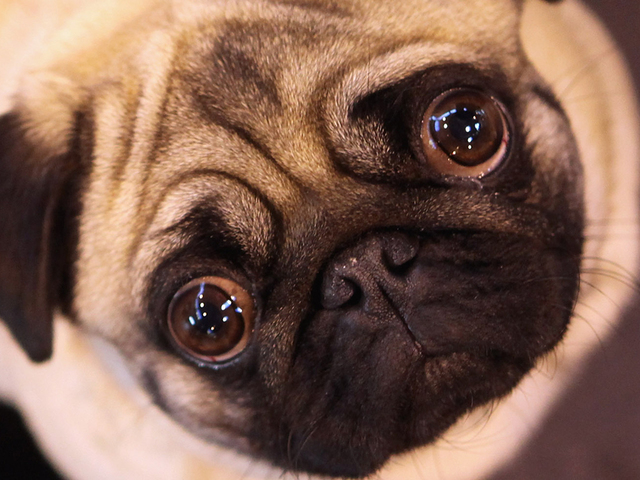 http://sharing.abc15.com/sharescnn/photo/2014/12/15/Dog_1418687750949_11165126_ver1.0_640_480.jpg