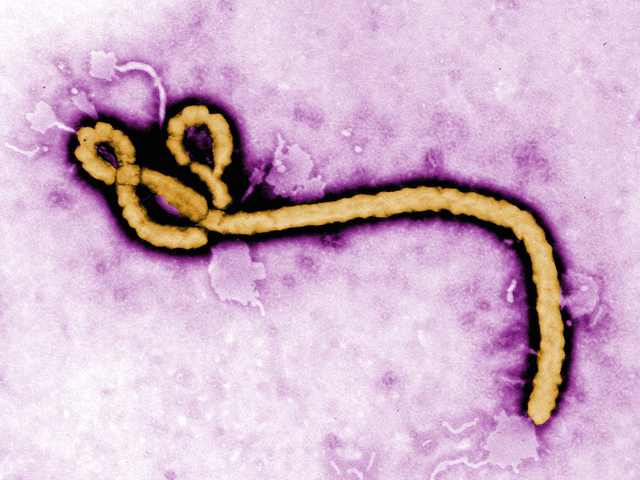 Ebola outbreak declared in Democratic Republic of Congo