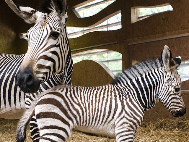 Teen jumps into zoo's zebra exhibit on a dare