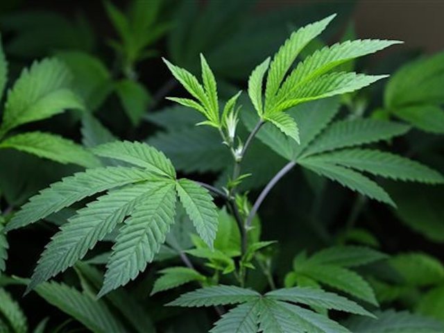 These countries love marijuana the most