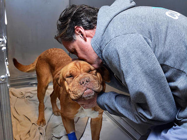 Ailing dog found with stuffed bear in stomach