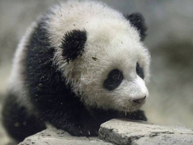 Report: Explosion hits National Zoo