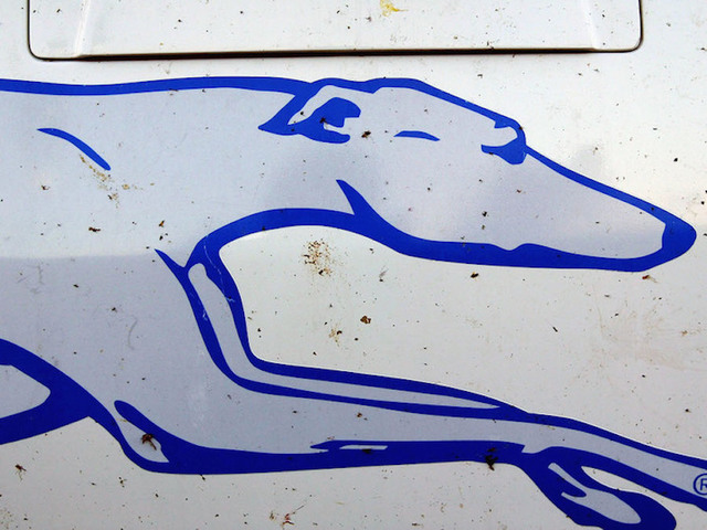 Greyhound