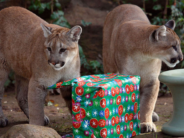 Los Angeles high school greeted by mountain lion