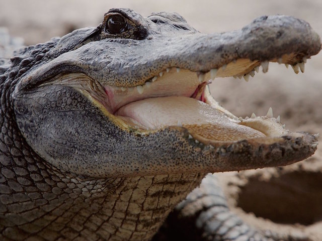 Alligator wrestling class? Yes, it's a thing