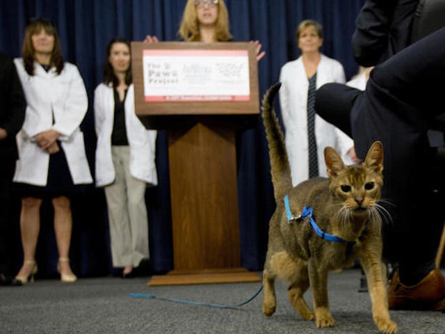 NY could be first state to ban declawing of cats