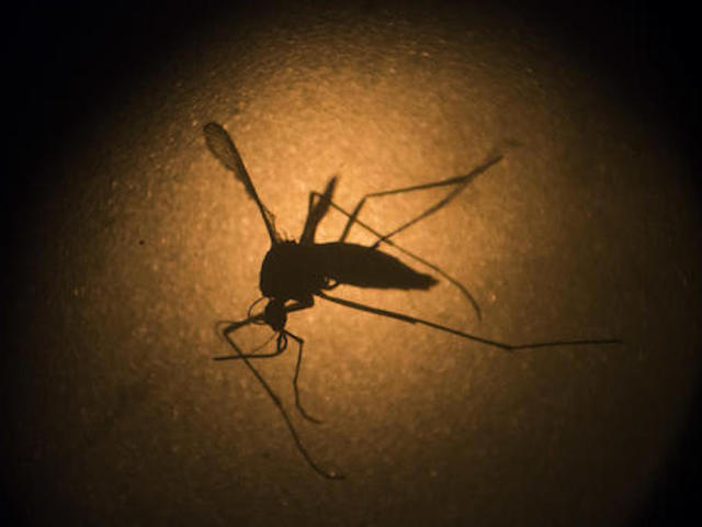 Experts urge WHO to consider moving Rio Olympics