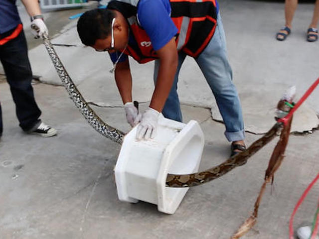 Thai man bitten by snake while using toilet