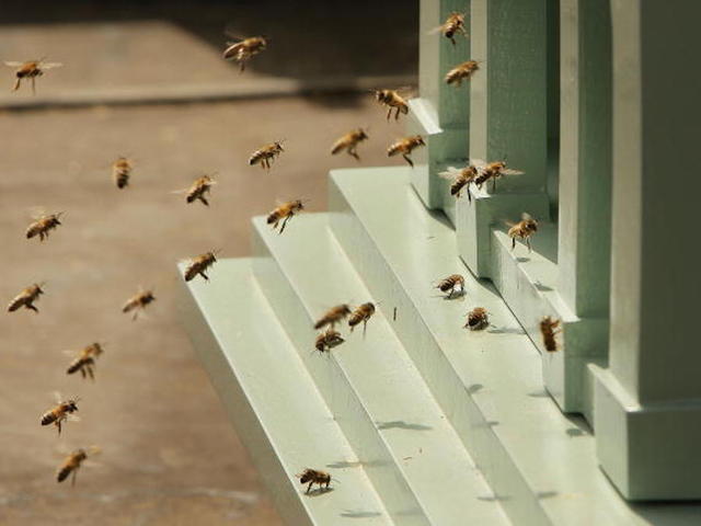 Thousands of bees swarm woman's car in Wales
