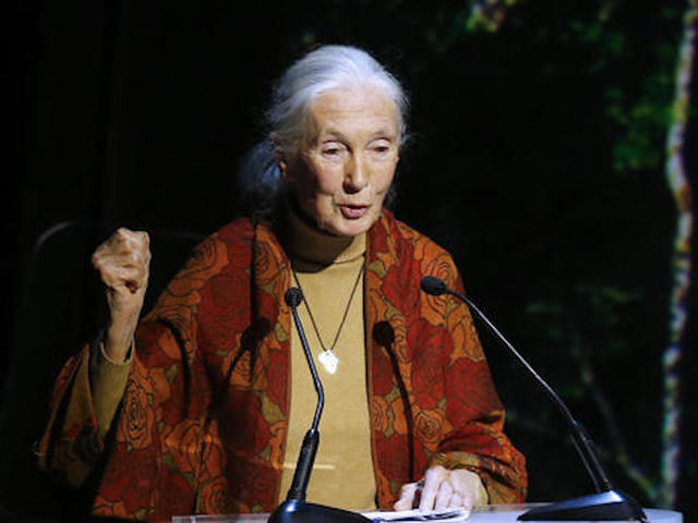 Jane Goodall feels sorry for Ohio zoo director