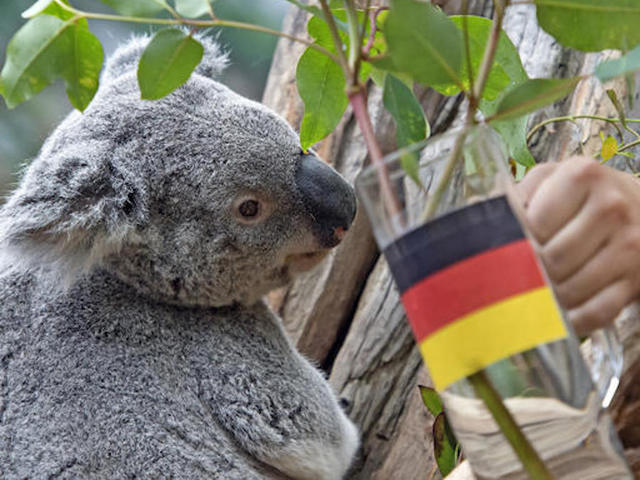 Animals in Germany predict Euro 2016 match