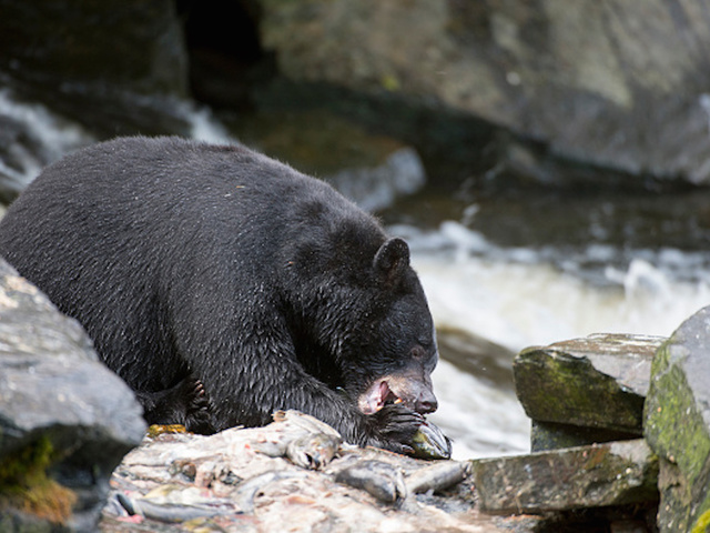 Black bear escapes, forces lockdown at Columbus Zoo