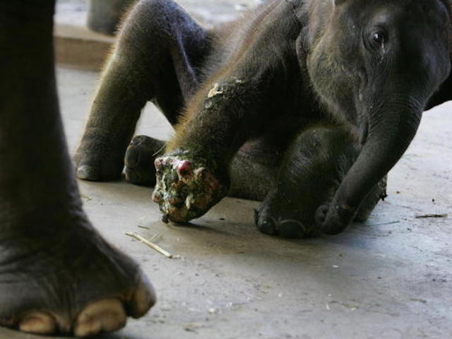 WATCH: Elephant in Thailand receives much-needed prosthetic leg
