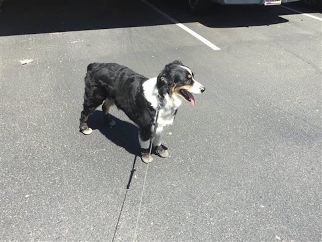 Phoenix bans dogs from trails during blazing heat