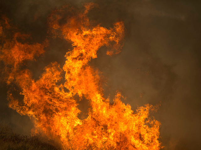 75-pound tortoise outruns and survives California wildfire