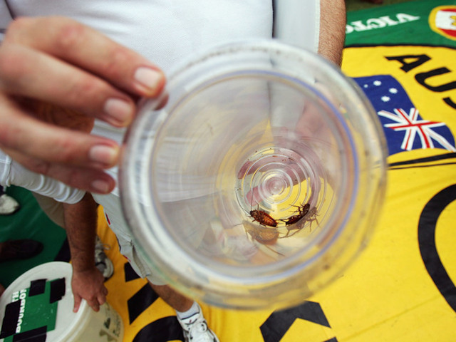 Could cockroach milk be a superfood?