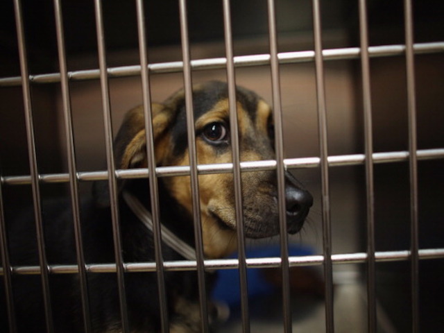 Animal shelter finds 310 pets a new home in one day