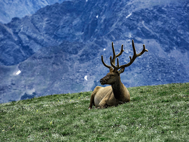 Alaska restaurant serving elk fined for calling it reindeer