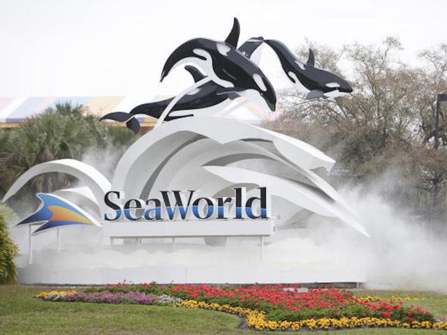 Dolphin snags iPad at SeaWorld Orlando, splashes the haters