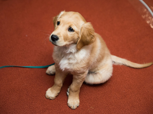 Could infertility in male dogs mean trouble for humans?