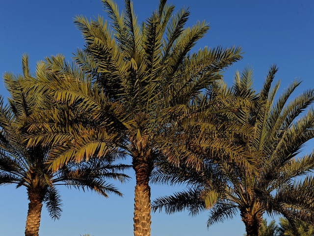 Case of brain-eating amoeba confirmed in Fla.