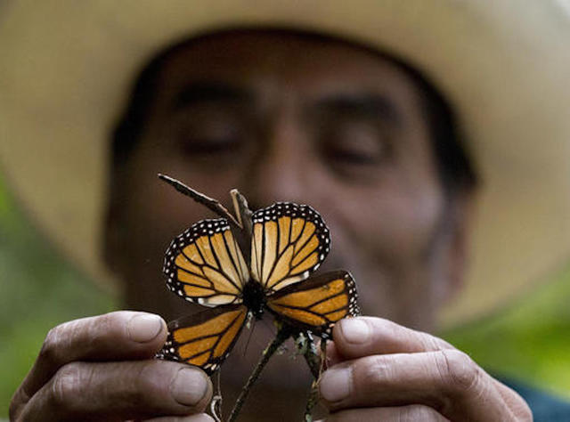 Mexico storms led to deaths of millions of monarchs