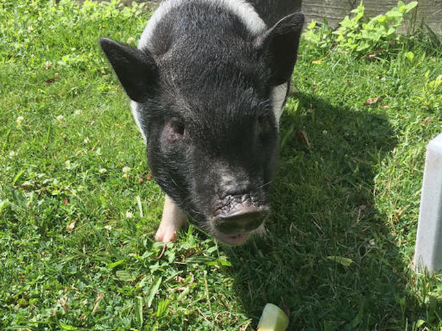Missing therapy pig found after six weeks