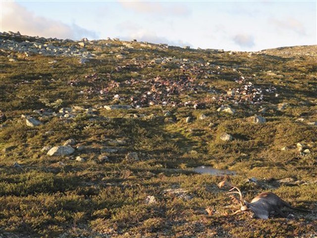 Strange lightning strike kills 300 reindeer in Norway