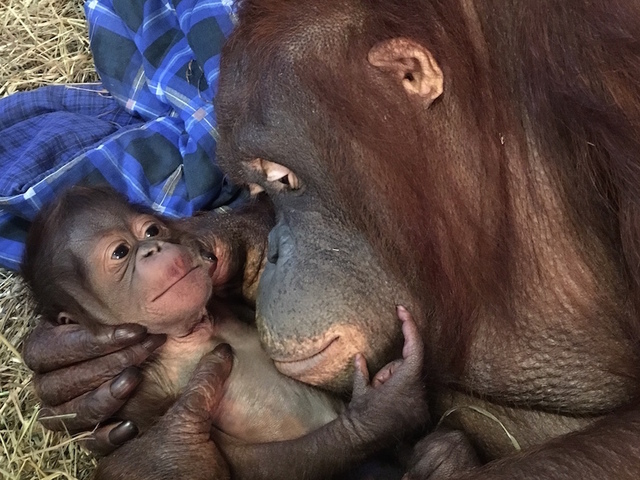 Baby orangutan is first born at National Zoo in 25 years; See the cute photo