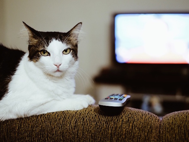 Why cuddling with your cat can make you sick