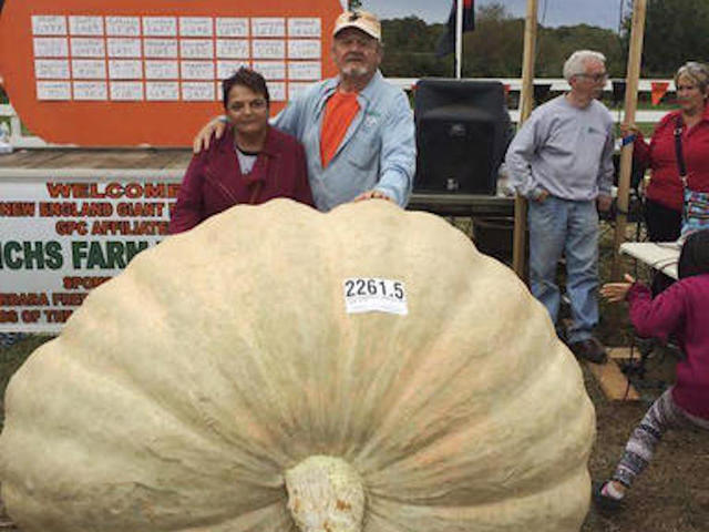 Pumpkin in California weighs in at nearly 1 ton