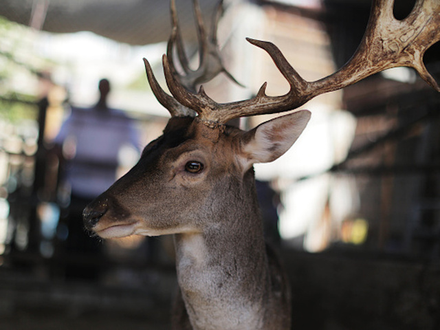 New York man kept deer as pet