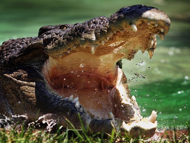 WATCH: Crocodile surprises couple swimming in Zimbabwe resort pool