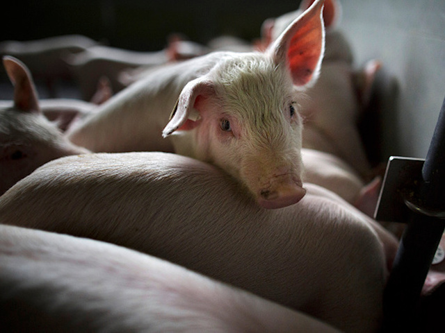 Pig that survived butcher, escape from home finds new family