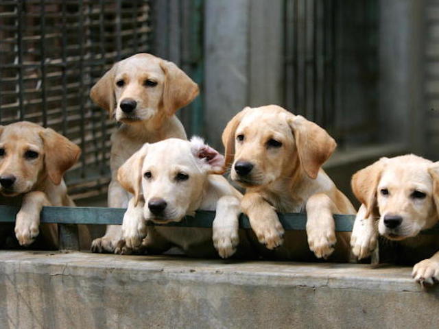 Stressed about the election? Here is a gallery of some cute puppies