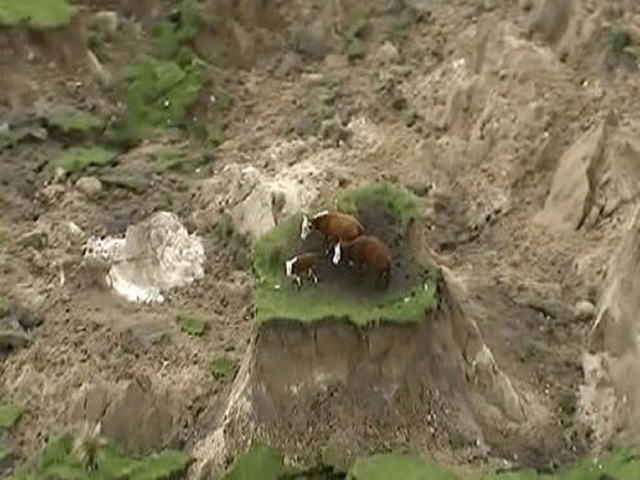 Moooving on: Cows stranded by New Zealand quake are rescued