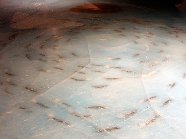 5,000 fish found frozen in Japan ice rink