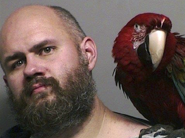 Bird sits on man's shoulder in mugshot
