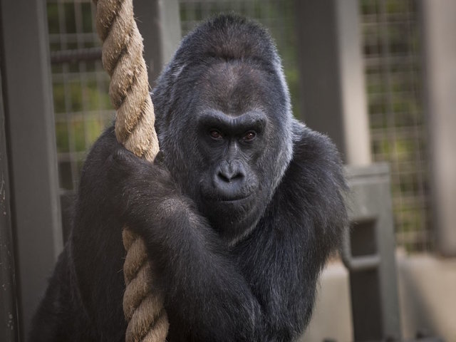 Colo, the oldest gorilla ever on record, dies at 60