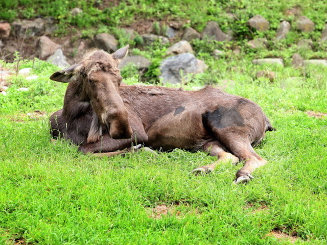 Moose rescued after fall into Idaho basement