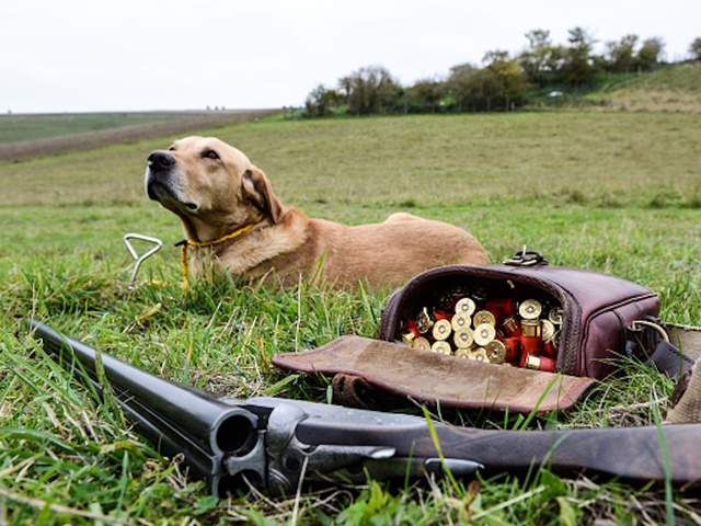 Florida man claims dog shot his girlfriend