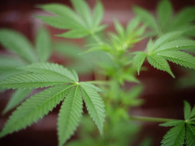 Trump is a buzzkill for pot stocks