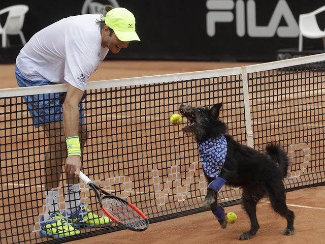 Brazil Open uses adoptable shelter dogs as tennis ball retrievers