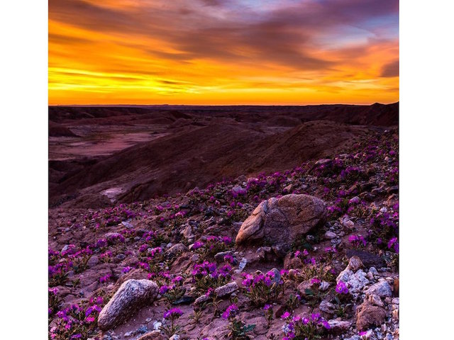 California desert's wildflower 'super bloom' delights nature lovers