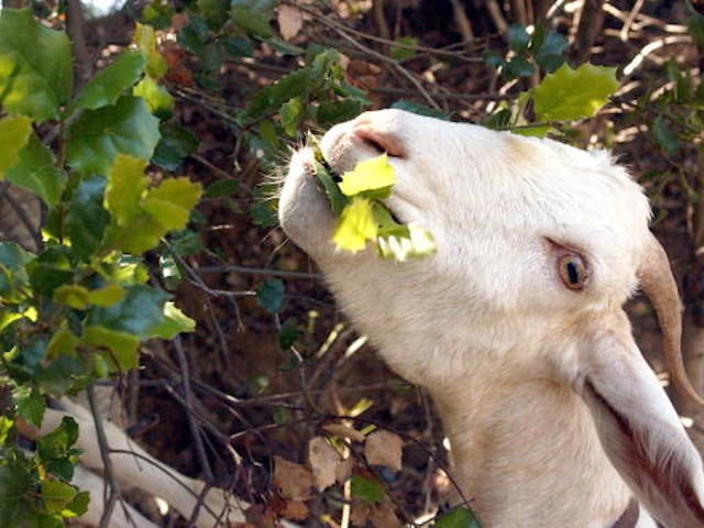 No butts about it: tiger and goat cohabitate