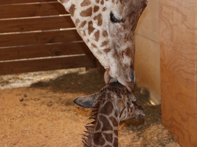 April's 'Giraffe Cam' is back...sort of