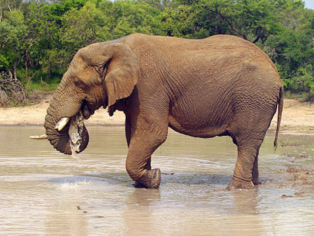 Wounded elephant falls on, kills big game hunter