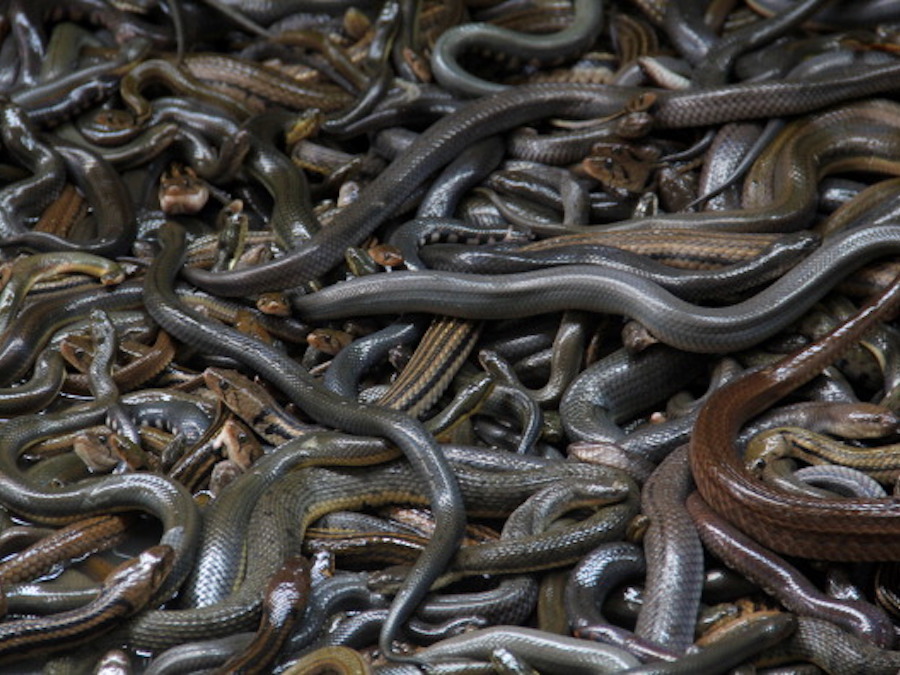 Snakes are now hunting in packs, scientists discover ABC15 Arizona