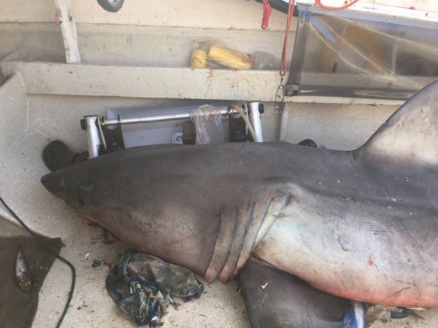 Great white shark leaps into fisherman's boat