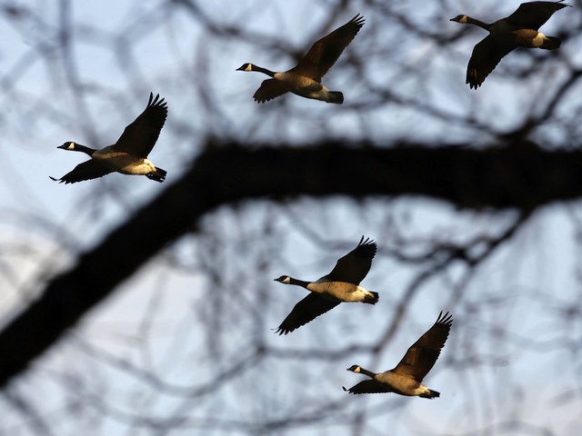Geese poop on Disneyland guests, hitting 17 people from air
